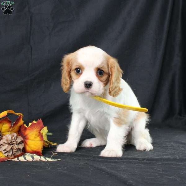 Honeydew, Cavalier King Charles Spaniel Puppy